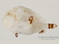 Tuberculated Frogfish - <em>Antennatus tuberosus</em> - "Tuberkel" Anglerfisch