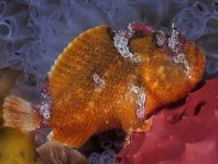 Prickly Frogfish , Thick-spined anglerfish - <em>Echinophryne crassispina</em> - "Stachliger" Anglerfisch