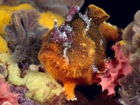 Echinophryne crassispina (Prickly Frogfish - Stachliger Anglerfisch)