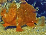 Prickly Frogfish , Thick-spined anglerfish - <em>Echinophryne crassispina</em> - "Stachliger" Anglerfisch