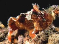 Prickly Frogfish , Thick-spined anglerfish - <em>Echinophryne crassispina</em> - "Stachliger" Anglerfisch