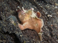 Prickly Frogfish , Thick-spined anglerfish - <em>Echinophryne crassispina</em> - "Stachliger" Anglerfisch