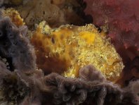 Reynolds' Frogfish - <em>Echinophryne reynoldsi</em> - Reynold's Anglerfisch