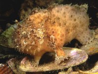 Reynolds' Frogfish - <em>Echinophryne reynoldsi</em> - Reynold's Anglerfisch