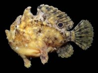 Fowlerichthys avalonis - Antennarius avalonis (Roughbar frogfish - Avalonis Anglerfisch)  Copyright Mike Miller: roughjaw frogfish - Avalonis Anglerfisch (<em>Antennarius avalonis</em>)