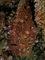 Fowlerichthys avalonis - Antennarius avalonis (Roughbar frogfish - Avalonis Anglerfisch)  Copyright Mike Miller: roughjaw frogfish - Avalonis Anglerfisch (<em>Antennarius avalonis</em>)