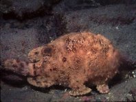 Fowlerichthys avalonis - Antennarius avalonis (Roughbar frogfish - Avalonis Anglerfisch)  Copyright Mike Miller: roughjaw frogfish - Avalonis Anglerfisch (<em>Antennarius avalonis</em>)