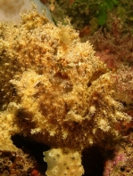 Fowlerichthys ocellatus - Antennarius ocellatus (Ocellated frogfish - Ocellus Anglerfisch) 