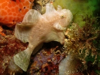 Fowlerichthys ocellatus - Antennarius ocellatus (Ocellated frogfish - Ocellus Anglerfisch)