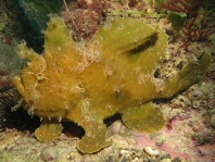 Fowlerichthys ocellatus - Antennarius ocellatus (Ocellated frogfish - Ocellus Anglerfisch)