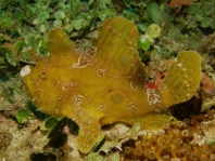 Fowlerichthys ocellatus - Antennarius ocellatus (Ocellated frogfish - Ocellus Anglerfisch)