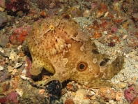 Fowlerichthys ocellatus - Antennarius ocellatus (Ocellated frogfish - Ocellus Anglerfisch) 