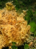 Fowlerichthys ocellatus - Antennarius ocellatus (Ocellated frogfish - Ocellus Anglerfisch) 