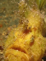 Fowlerichthys ocellatus - Antennarius ocellatus (Ocellated frogfish - Ocellus Anglerfisch) 