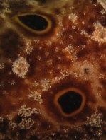 Fowlerichthys ocellatus - Antennarius ocellatus (Ocellated frogfish - Ocellus Anglerfisch)