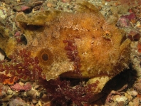 Fowlerichthys ocellatus - Antennarius ocellatus (Ocellated frogfish - Ocellus Anglerfisch) 