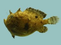 Fowlerichthys radiosus - Antennarius radiosus (Big-Eyed frogfish - Grossaugen Anglerfisch)