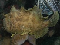 Fowlerichthys scriptissimus - Antennarius scriptissimus(Scripted Frogfish - "Gestrichelter" Anglerfisch) 