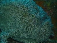 Fowlerichthys scriptissimus - Antennarius scriptissimus(Scripted Frogfish - "Gestrichelter" Anglerfisch) 