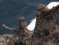 Fowlerichthys senegalensis - Antennarius senegalensis (Senegalese Frogfish - Senegal Anglerfisch)