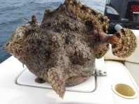 Fowlerichthys senegalensis - Antennarius senegalensis (Senegalese Frogfish - Senegal Anglerfisch)