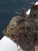 Fowlerichthys senegalensis - Antennarius senegalensis (Senegalese Frogfish - Senegal Anglerfisch)