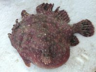 Fowlerichthys senegalensis - Antennarius senegalensis (Senegalese Frogfish - Senegal Anglerfisch)