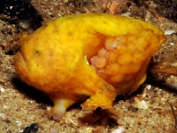 Histiophryne bougainvilli - Bougainville's Frogfish - Bougainville's Anglerfisch