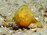 Histiophryne bougainvilli - Bougainville's Frogfish - Bougainville's Anglerfisch