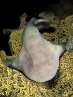 Histiophryne bougainvilli - Bougainville's Frogfish - Bougainville's Anglerfisch