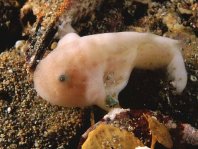 Bougainville's Frogfish, Smooth Angler - <em>Histiophryne bougainvilli</em> - Bougainville's Anglerfisch