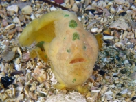 Bougainville's Frogfish, Smooth Angler - <em>Histiophryne bougainvilli</em> - Bougainville's Anglerfisch