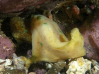 Bougainville's Frogfish, Smooth Angler - <em>Histiophryne bougainvilli</em> - Bougainville's Anglerfisch