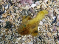 Histiophryne bougainvilli - Bougainville's Frogfish - Bougainville's Anglerfisch