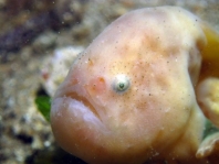 Histiophryne bougainvilli - Bougainville's Frogfish - Bougainville's Anglerfisch