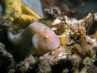 Bougainville's Frogfish, Smooth Angler - <em>Histiophryne bougainvilli</em> - Bougainville's Anglerfisch