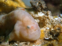 Histiophryne bougainvilli - Bougainville's Frogfish - Bougainville's Anglerfisch