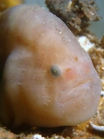 Bougainville's Frogfish, Smooth Angler - <em>Histiophryne bougainvilli</em> - Bougainville's Anglerfisch