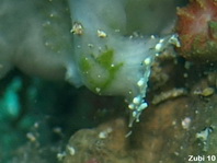 Cryptic Frogfish / Rodless frogfish - <em>Histiophryne cryptacanthus</em> - "Verborgener" Anglerfisch 