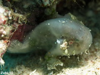 Cryptic Frogfish / Rodless frogfish - <em>Histiophryne cryptacanthus</em> - "Verborgener" Anglerfisch 