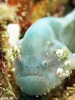 Histiophryne cryptacanthus (Cryptic Frogfish, Rodless frogfish - Verborgener Anglerfisch)