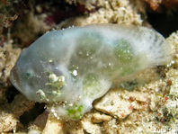 Histiophryne cryptacanthus (Cryptic Frogfish, Rodless frogfish - Verborgener Anglerfisch)