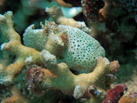 Histiophryne cryptacanthus (Cryptic Frogfish, Rodless frogfish - Verborgener Anglerfisch)