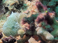 Histiophryne cryptacanthus (Cryptic Frogfish, Rodless frogfish - Verborgener Anglerfisch)