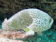 Histiophryne cryptacanthus (Cryptic Frogfish, Rodless frogfish - Verborgener Anglerfisch)