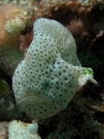 Histiophryne cryptacanthus (Cryptic Frogfish, Rodless frogfish - Verborgener Anglerfisch)