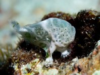 Histiophryne cryptacanthus (Cryptic Frogfish, Rodless frogfish - Verborgener Anglerfisch)