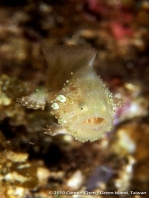 Histiophryne cryptacanthus (Cryptic Frogfish, Rodless frogfish - Verborgener Anglerfisch)