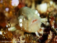 Histiophryne cryptacanthus (Cryptic Frogfish, Rodless frogfish - Verborgener Anglerfisch)