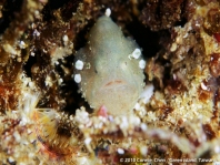 Cryptic Frogfish / Rodless frogfish - <em>Histiophryne cryptacanthus</em> - "Verborgener" Anglerfisch 